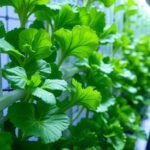 alface hidropônica como plantar