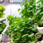 como fazer hidroponia