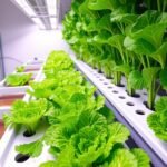 como plantar alface em hidroponia