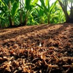 substrato fibra de coco